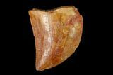 Serrated, Baby Carcharodontosaurus Tooth - Morocco #159292-1